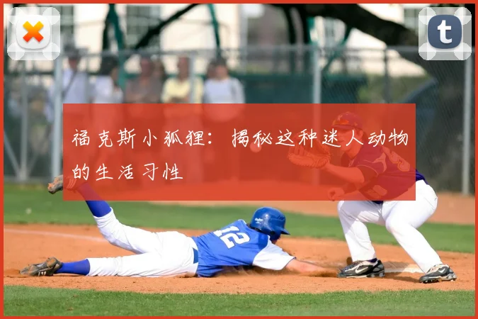 福克斯小狐狸：揭秘这种迷人动物的生活习性