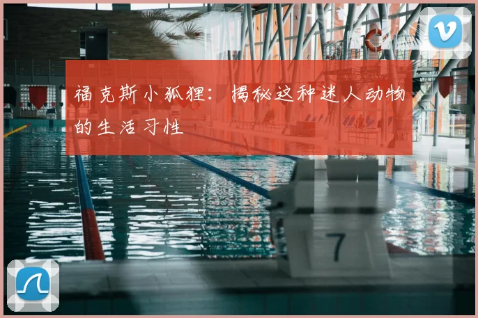 福克斯小狐狸：揭秘这种迷人动物的生活习性